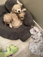 Cockapoo puppies
