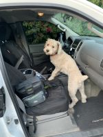 Cockapoo for sale