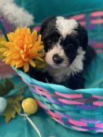 F1BB Cockapoo puppies