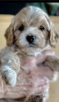 Mini Cockapoos for sale!!