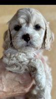 Mini Cockapoos for sale!!