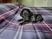 7 beautiful cockapoos