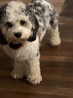 11 month old blue Merle cockapoo for sale