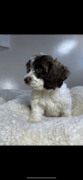 Cockapoo poppy for sale