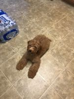 Cockapoo Puppies for sale in Rochester, NY, USA. price: $1,000