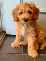 Cockapoo Puppies for sale in Cleveland, OH, USA. price: $1,900