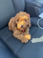 Cockapoo Puppies for sale in Central Jersey, NJ, USA. price: $1,850