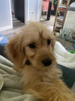 Muffin, 3 month cockapoo