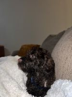 23 week old female cockapoo