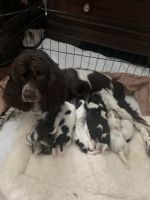 F1 Cockapoo Puppies