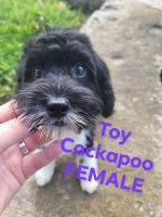 Toy Cockapoos