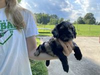 Black and Tan Merle Female