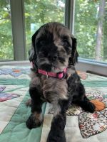 Black and Tan Merle Female