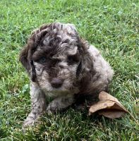 Chocolate Merle Sold