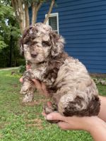 Chocolate Merle Sold