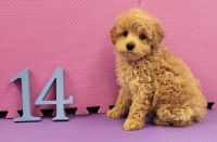 Male Cockapoo Puppies