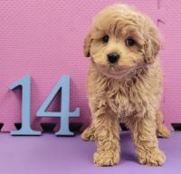Male Cockapoo Puppies