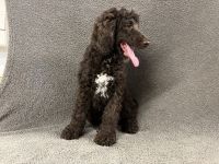 Cockapoo Puppies for sale in Chetek, WI 54728, USA. price: $1,100