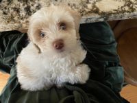 Cockapoo Puppies for sale in Shelby Twp, MI, USA. price: $800