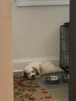 4 m/o Cockapoo (no scammers please)