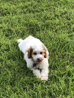 Cockapoo Puppies for sale in Blythewood, SC, USA. price: $1,500