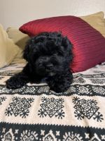 Boy cockapoo in San Ramon (danville / san ramon)