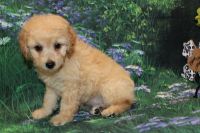 Male CKC Cockapoo