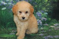 Meet Shelby Female CKC Cockapoo