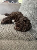 Cockapoo puppy 9weeks old for sale
