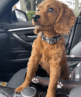 F1B Cockapoo Puppy for sale