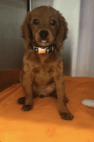 F1B Cockapoo Puppy for sale