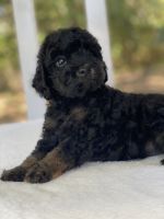 Cash. Male cockapoo