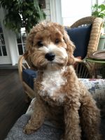 Cockapoo to re-home