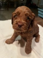 Cockapoo puppies