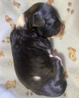 Cockapoo puppies for sale