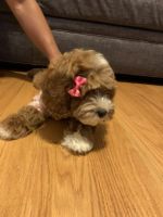 Ellie Female Cockapoo