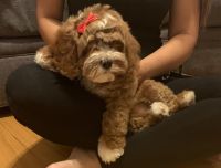 Ellie Female Cockapoo