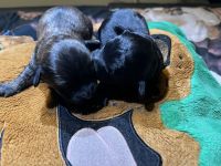 Cockapoo Puppies for sale in Royal Palm Beach, FL, USA. price: $1,200