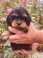 Adorable cockapoo puppy for sale