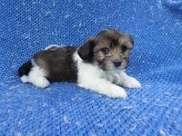Cockapoo Puppies for sale in Hacienda Heights, CA, USA. price: $999
