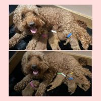 *1 boy left*GORGEOUS DEEP RED F1bb TOY COCKAPOOS