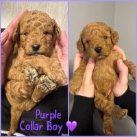 *1 boy left*GORGEOUS DEEP RED F1bb TOY COCKAPOOS