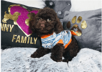 Cockapoo Puppies