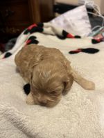 Cockapoo female puppies for sale