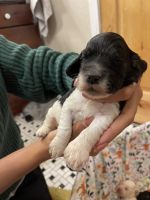 Mini a labradoodle/cocker