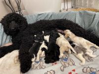 Mini a labradoodle/cocker