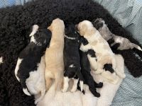 Mini a labradoodle/cocker