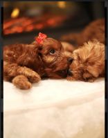 Mini Cocokapoos Red, Chocolate and Golden for Sale NY