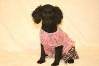 Cockapoo female puppies