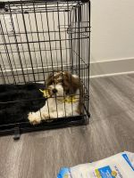 Cockapoo Puppies for sale in Houston, TX, USA. price: $2,000